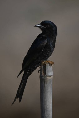 Çatal kuyruklu drongo bambu direğinin başına döner.