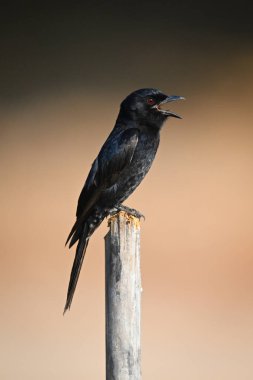Çatal kuyruklu drongo profilden şarkı söylüyor.