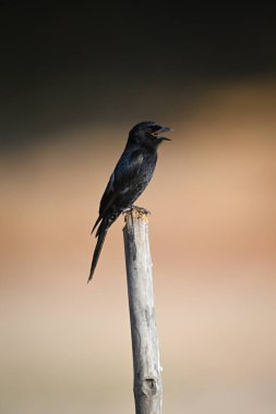 Çatal kuyruklu drongo postada profil halinde şarkı söylüyor