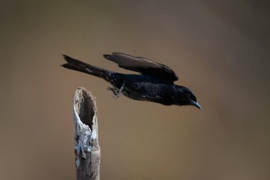 Çatal kuyruklu drongo bambu direğinden havalanır.