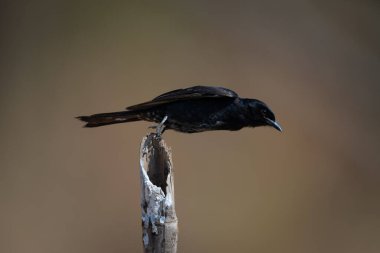 Çatal kuyruklu drongo bambu direğinden kalkıyor.