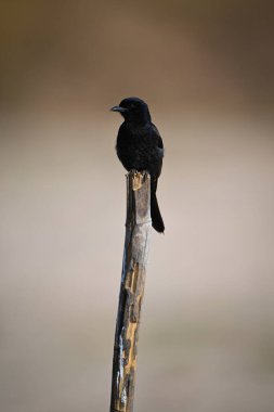 Çatal kuyruklu drongo bambu direğine doğru dönüyor.