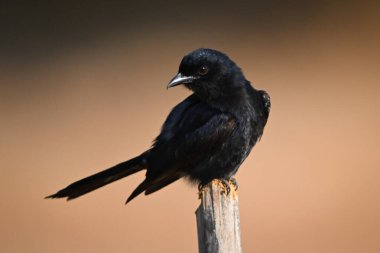 Çatal kuyruklu drongo başını bambu direğine çevirir.