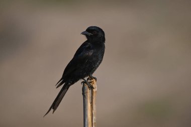 Çatal kuyruklu drongo kafasını yarık direğe doğru çeviriyor.