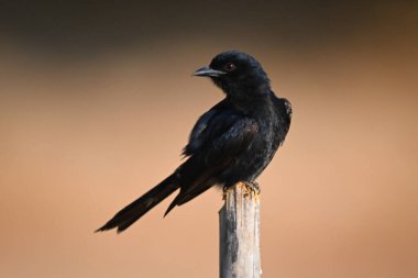 Çatal kuyruklu drongo kafasını tahta direğe çevirir.