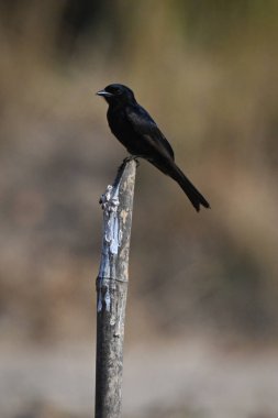 Çatal kuyruklu drongo eğik direkte kamera izliyor.