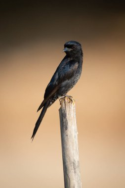 Çatal kuyruklu drongo bambu direğinden kamera izliyor.