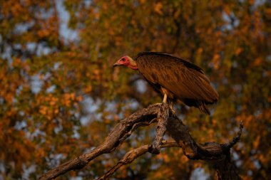 Kapüşonlu akbaba profilde çömelmiş.