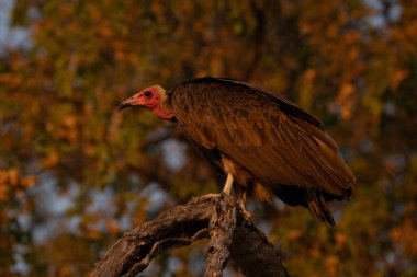 Kapüşonlu akbaba ölü ağaç kütüğüne çömeliyor.