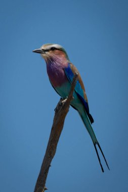 Ölü ağaçta bırakılmış eflatun göğüslü yuvarlak yüzler