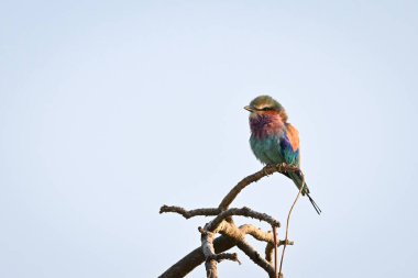 Buruşuk dalda kalan eflatun göğüslü yuvarlak yüzler