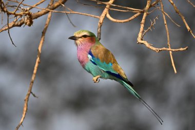 Karışık dallar arasında eflatun göğüslü silindir