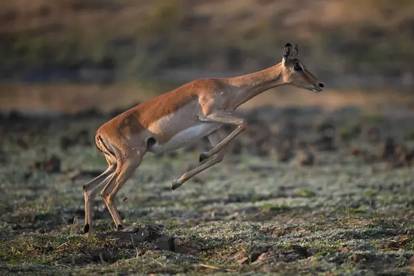 Dişi impala arka bacakları kullanarak sıçrar.