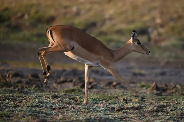 Dişi İmpala tek ayak üstünde zıplıyor.