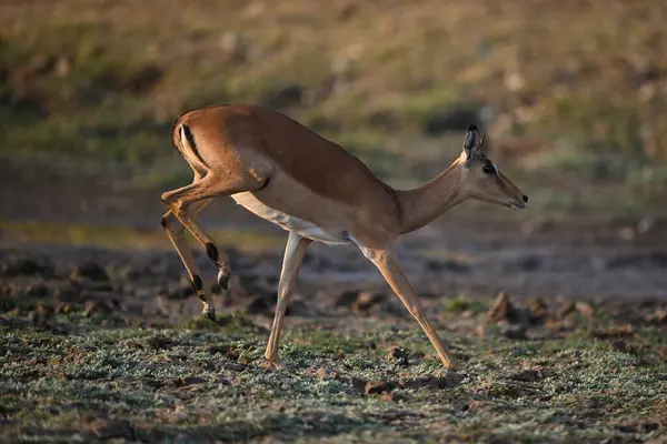 Dişi Impala toprakları iki ön bacakta da zıplar