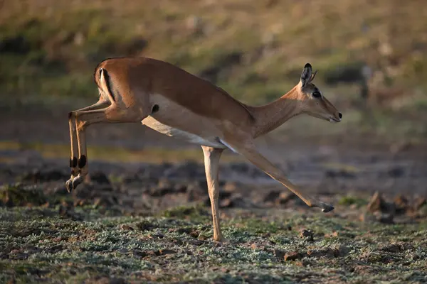 Dişi impala toprakları tek ayak üstünde zıplar.