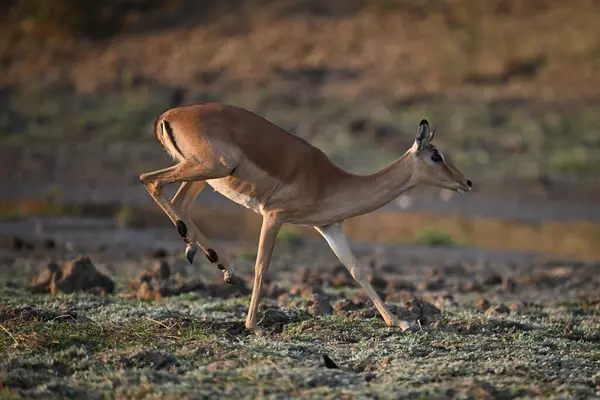 Dişi impala ön ayaklara büyük bir atlayış yapar.