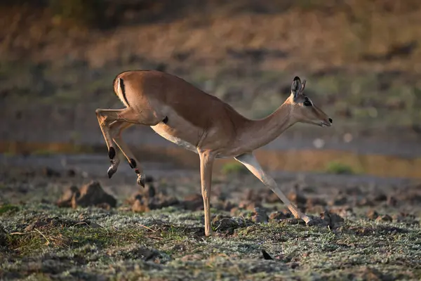 Dişi impala, ön ayaklara büyük bir atlayış yapar.