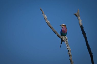 Dal üzerinde başka bir dal üzerinde leylak göğüslü rulo