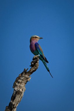 Ölü ağaçtaki leylak göğüslü silindir geriye bakıyor