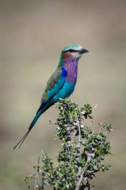 Yapraklı çalı yüzlü leylak göğüslü rulo.
