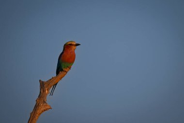 Sıcak ışıkta kütüğün üzerinde leylak göğüslü bir rulo.