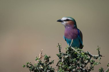 Karmaşık çalıların üzerinde soluna bakan leylak göğüslü bir silindir.