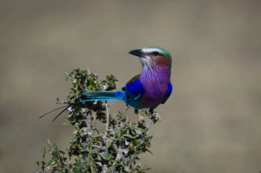Karışık çalıların üzerinde leylak göğüslü yuvarlak kafa çeviriyor.
