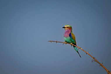Leylak göğüslü yuvarlak gün ışığında dikenli dalda