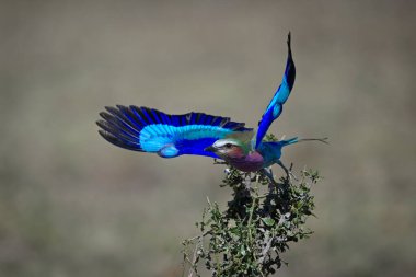 Leylak göğüslü silindir karışık çalılıktan kalkıyor.