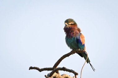 Leylak göğüslü silindir, eğri büğrü dallardan kamera izliyor.
