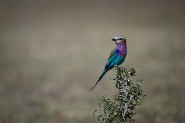 Leylak göğüslü silindir yapraklı çalıların üzerinde başını çeviriyor.