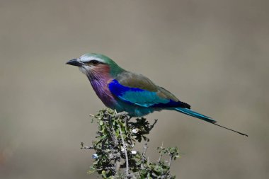 Leylak göğüslü silindirli, çalılıklarda çömelmiş.