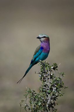 Leylak göğüslü silindir başını yapraklı çalılara çevirir.
