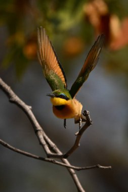 Kameraya doğru uçan fenerli eflatun göğüslü bir silindir.