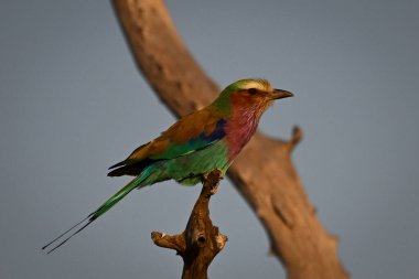 Ölü kütüğün üzerinde feneri olan leylak göğüslü bir silindir.