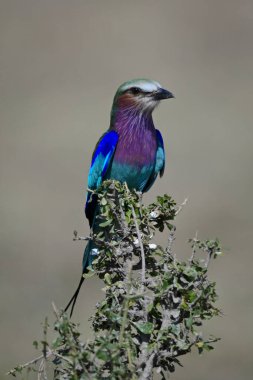 Karışık çalılıklarda feneri olan leylak göğüslü bir silindir.