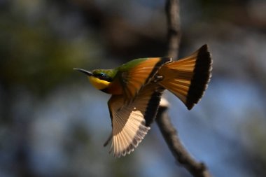 Küçük arı yiyici daldı ağaçların arasından uçarak
