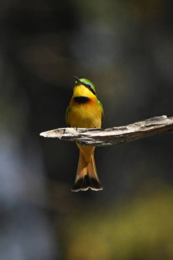 Küçük arı yiyici kameraya bakar ölü dalda