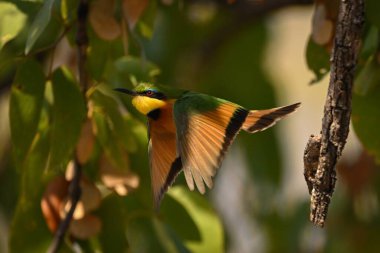 Küçük arı yiyici gün ışığında dallardan uçar