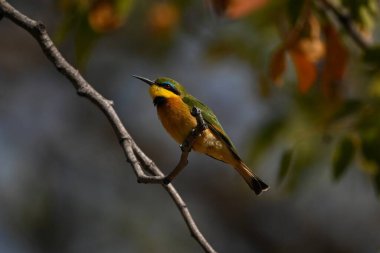 Küçük arı yiyici eğri dallara yaslanıyor