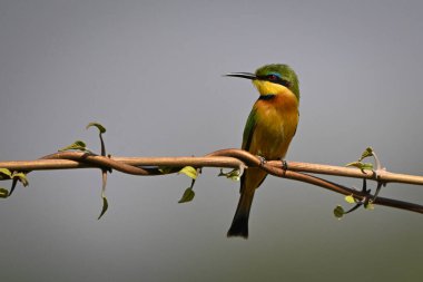 Dallardaki küçük arı yiyici yuvarlak görünüyor.