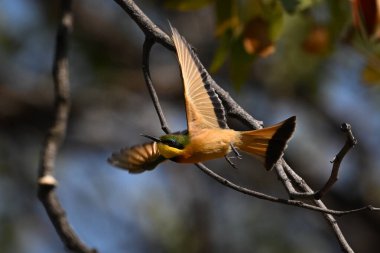 Küçük arı yiyici havalanırken kanatlarını açar.