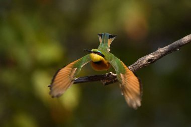 Küçük arı yiyici çıplak daldan havalanıyor.