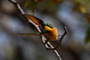Küçük arı yiyici çıplak daldan havalanıyor.