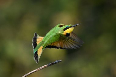 Küçük arı yiyici ince daldan havalanıyor.