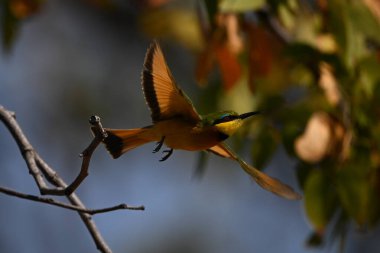Küçük arı yiyici yapraklı örtüyü aştı.