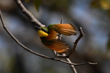 Küçük arı yiyici çıplak daldan havalanıyor.