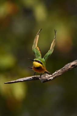 Küçük arı yiyici çıplak daldan havalanıyor