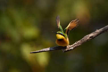 Küçük arı yiyici ölü ağaçtan havalanıyor